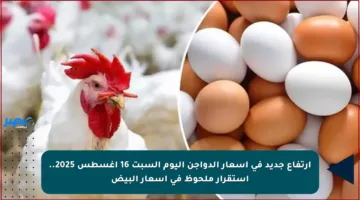 ارتفاع جديد في أسعار الدواجن اليوم السبت 16 أغسطس 2025.. استقرار ملحوظ في أسعار البيض
